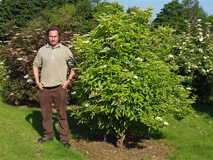 معرفی و راهنمای پرورش درختان زینتی - آقطی سیاه 